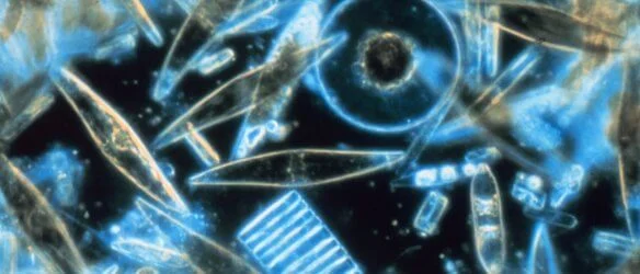 diatoms_through_the_microscope-584x250
