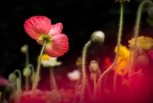 Viavansi: New website, new image, constant improvement and evolution.