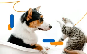 Dog insurance